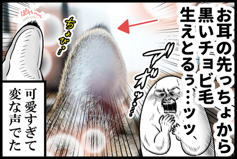 ち～ちゃんの耳毛②