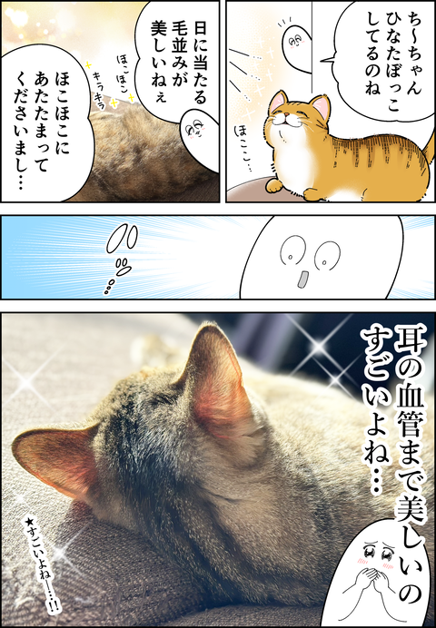 日に当たる美猫