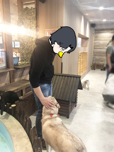 わんこ