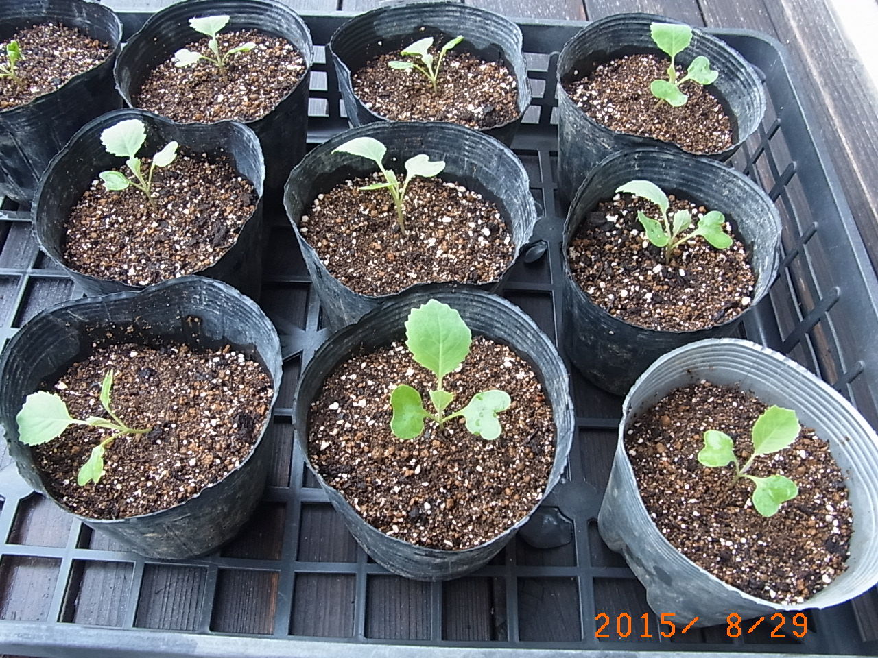 キャベツ苗の断根挿し木 手抜き菜園歳時記 キャベツ苗の断根挿し木 手抜き菜園歳時記