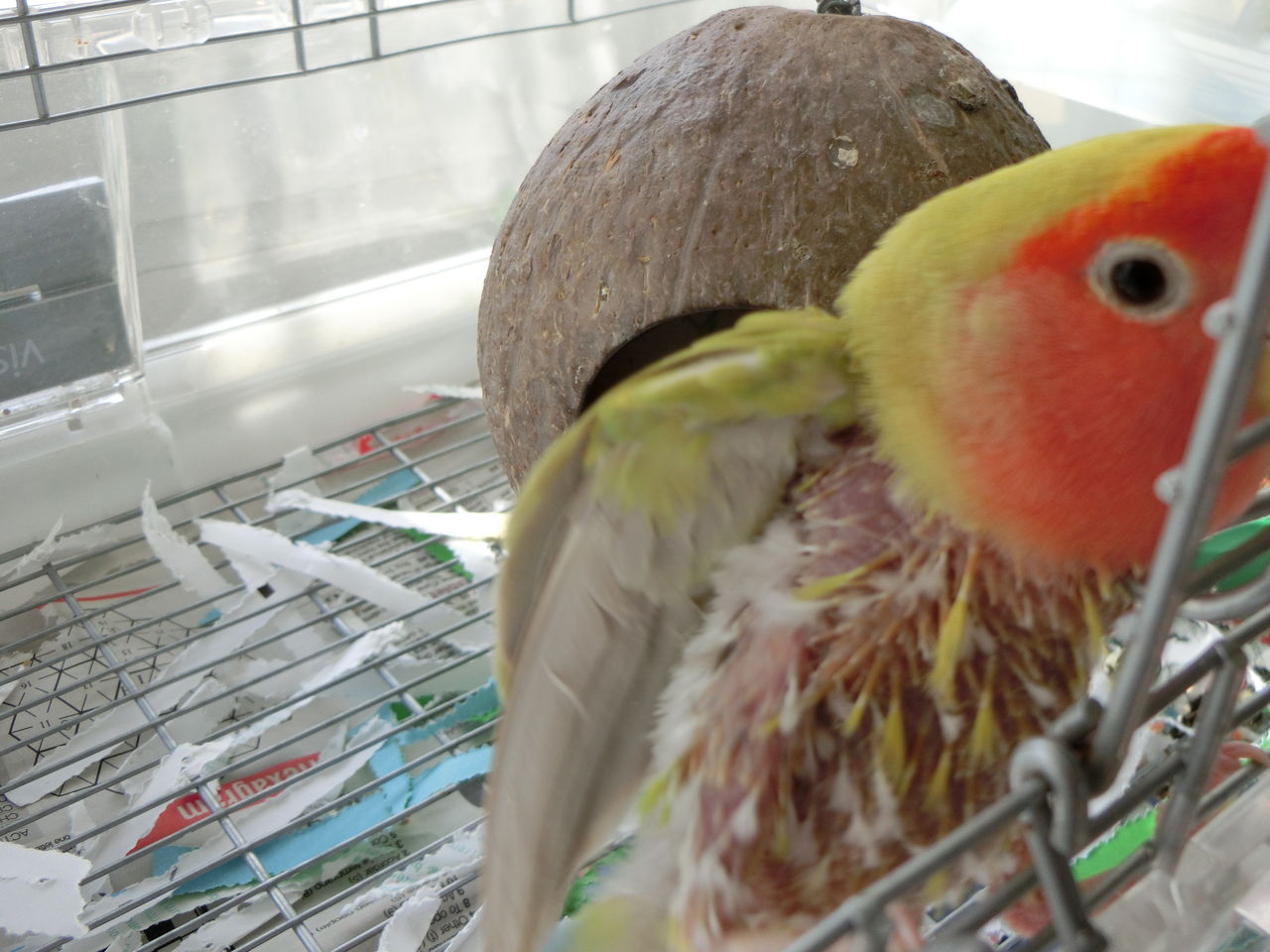 コザクラインコの毛引き スペインの暮らし Moraira コザクラインコの毛引き スペインの暮らし Moraira