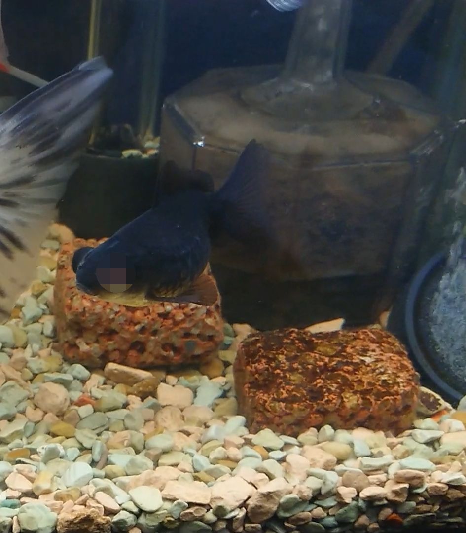 怪我と白点病 お魚メモ