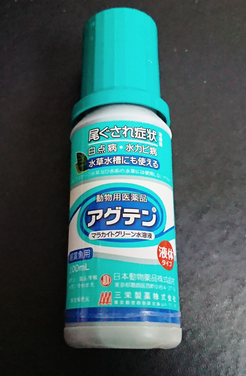 怪我と白点病 お魚メモ