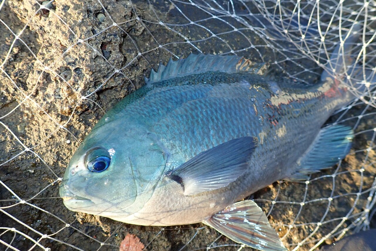 12 29 入間 タタミ根 19釣り納め 伊豆で何か釣れらんかな