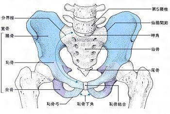 陸上短距離骨盤