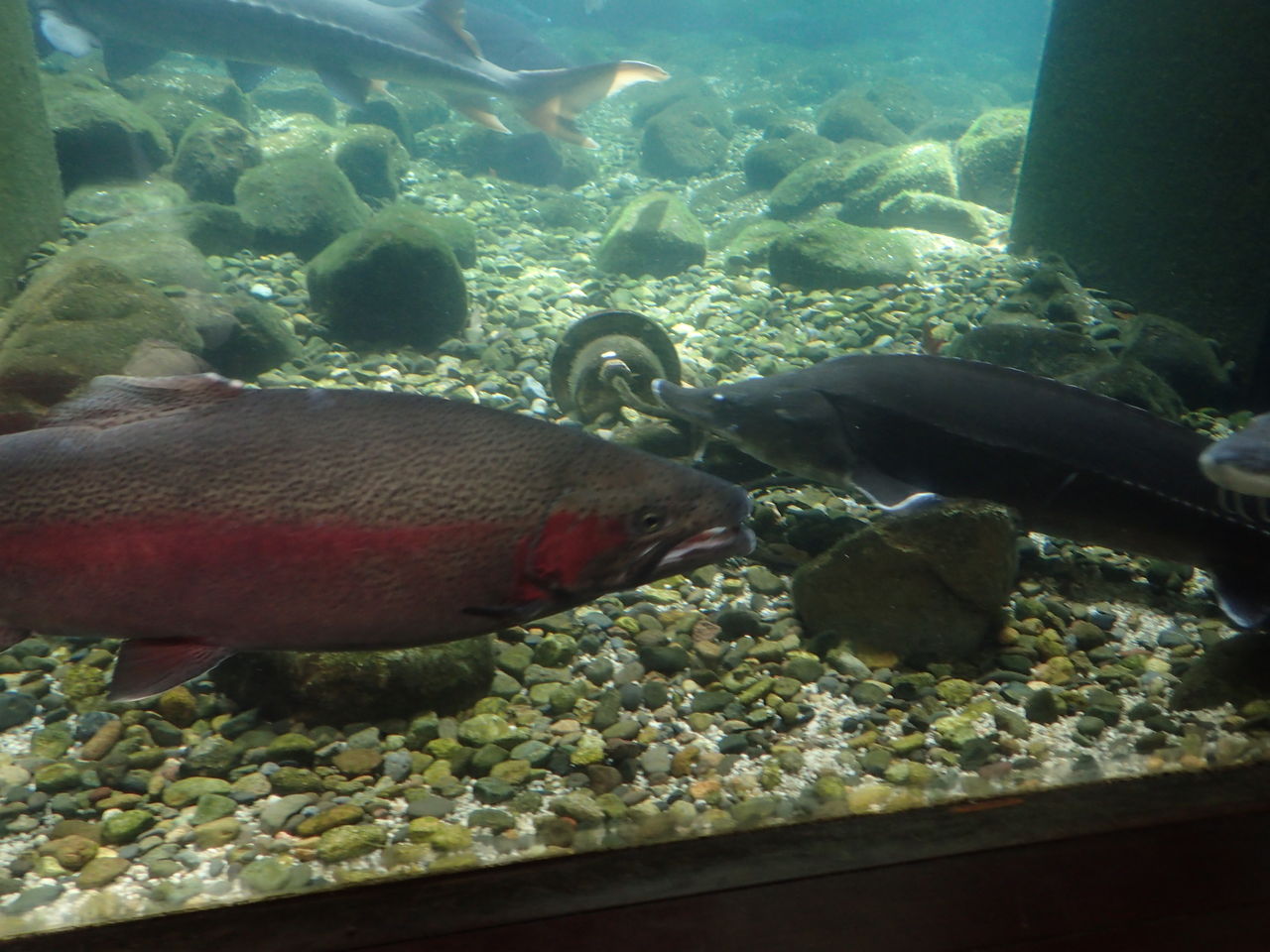 ニジマスの産卵 森の中の水族館 スタッフブログ