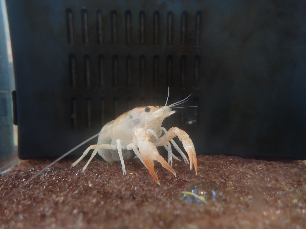 ザリガニ 森の中の水族館 スタッフブログ ザリガニ 森の中の水族館 スタッフブログ