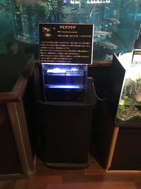 まみずくらげ