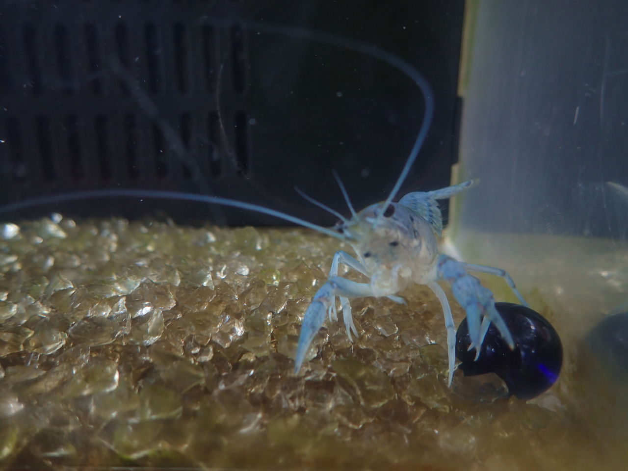 ザリガニ 森の中の水族館 スタッフブログ ザリガニ 森の中の水族館 スタッフブログ