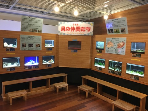 展示
