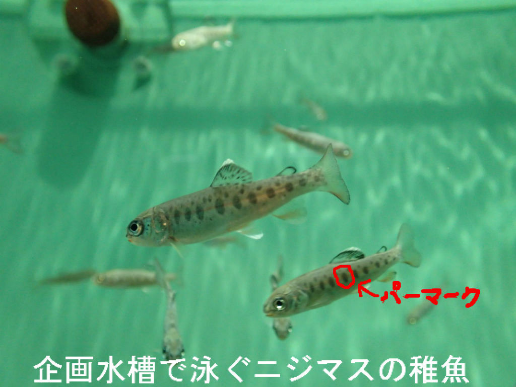 パーマーク 森の中の水族館 スタッフブログ