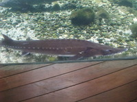 ベステルチョウザメ