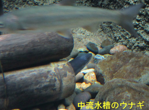 中流ウナギ