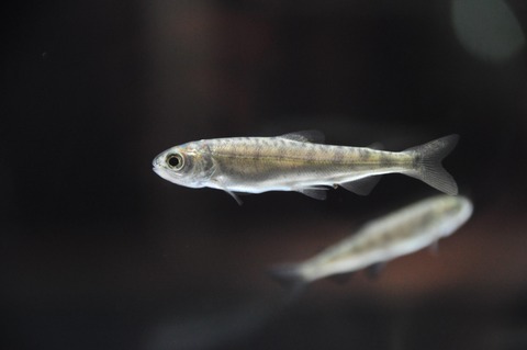 DSC_1540くにます