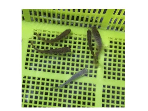 プレゼンテーション1