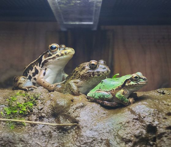 なかよし3匹組 森の中の水族館 スタッフブログ なかよし3匹組 森の中の水族館 スタッフブログ