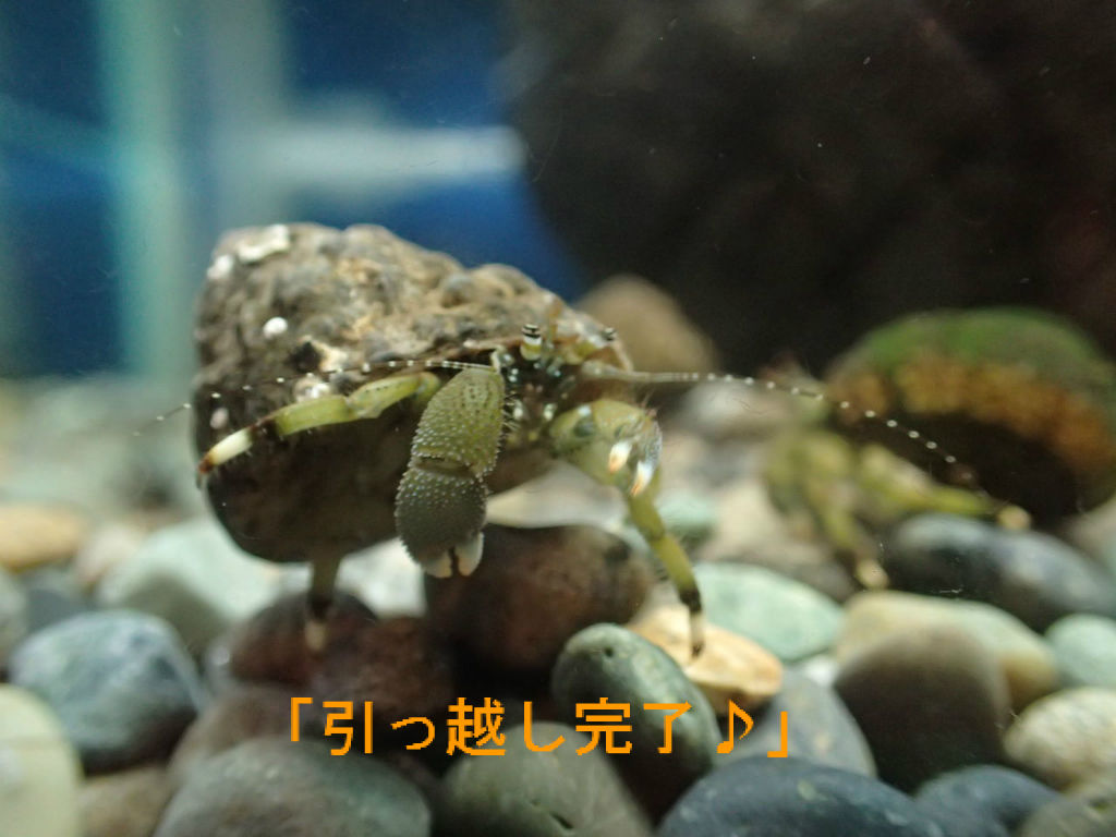 お引っ越し 森の中の水族館 スタッフブログ お引っ越し 森の中の水族館 スタッフブログ
