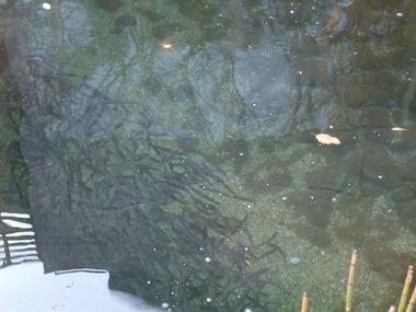 外池のアユの群れ