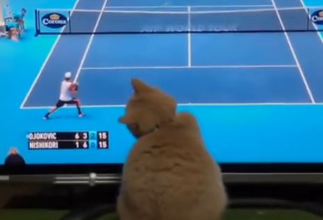 海外 なんて俊敏な動きw 錦織圭のプレーが気になる日本の猫が海外で話題に 海外の反応 翻訳のゴリ