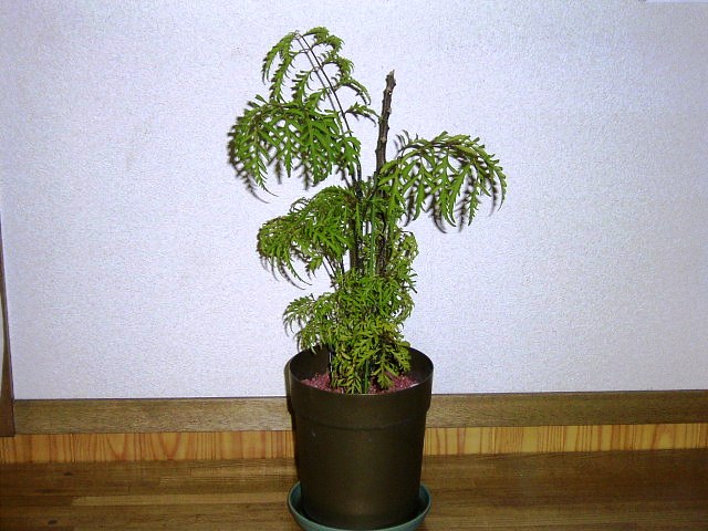 森平製材所BLOG ／ 材木屋の独り言 ～静岡発 古材日誌～ 1年前は・・・