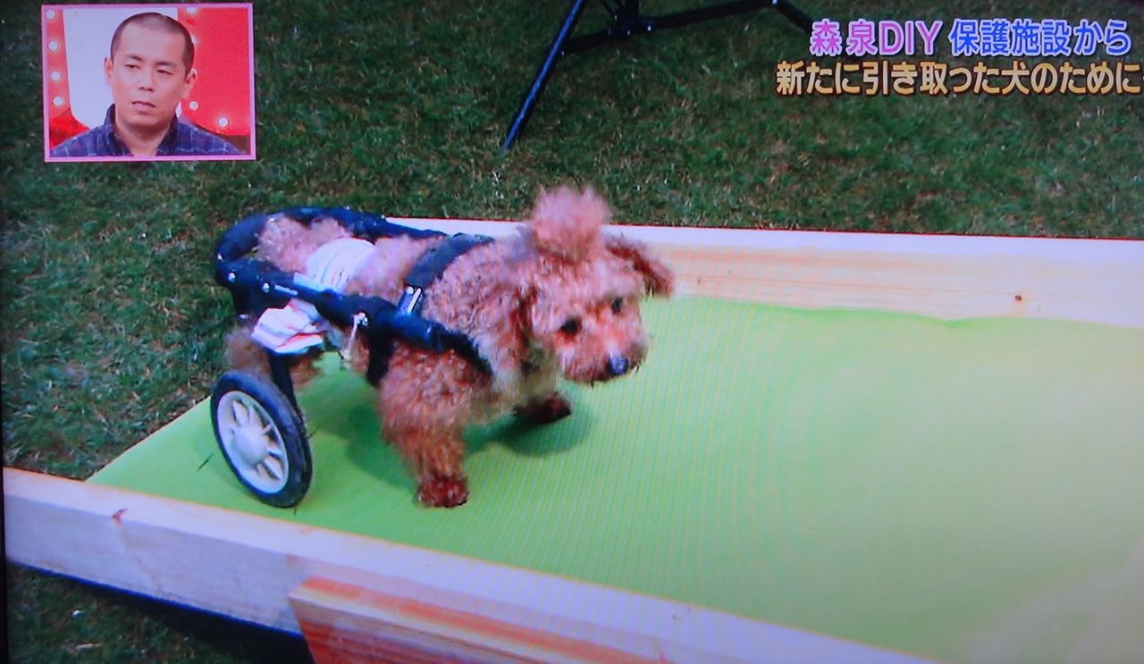 マシューを引き取ったのは 志村どうぶつ園に出た大工の奥博さんだった やらせ画像もあるよ 伊野尾慧 森泉 森星 森家との戦争ブログ マシューを引き取ったのは 志村どうぶつ園に出た大工の奥博さんだった やらせ画像もあるよ 伊野尾慧 森泉 森星 森家との戦争ブログ