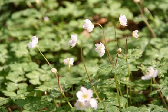 Hiro S Walking Diary 金剛山は二輪草の花盛り