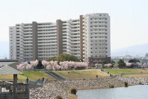 6　狭山池桜 (1)