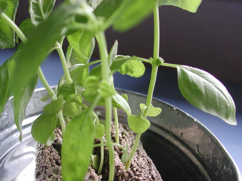 わきめ ワキメ 脇芽 バジルの土なし栽培