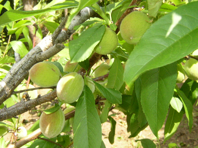 庭の実のなる木 森川 いろいろ