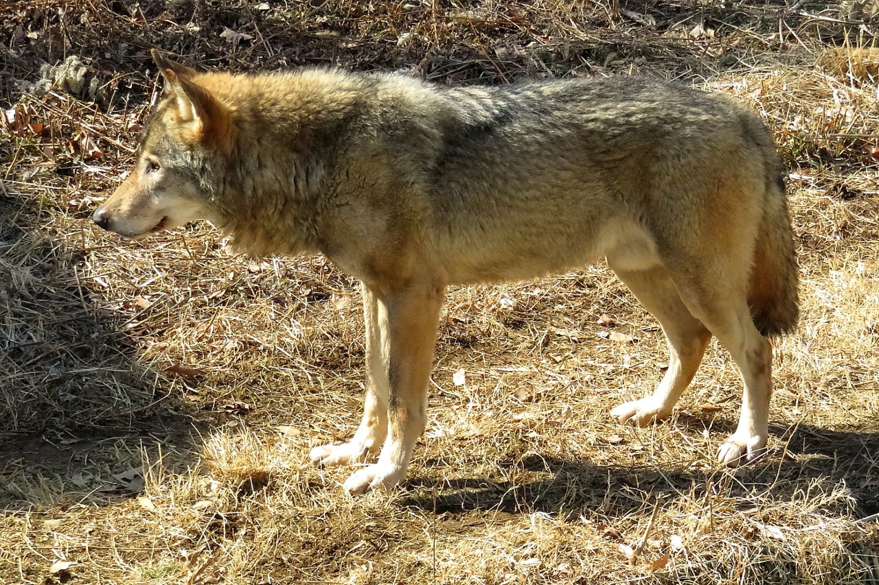 多摩動物公園へ行ってきました 画像をタップして下さい 富士山の四季 徒然写真日記 多摩動物公園へ行ってきました 画像をタップして下さい 富士山の四季 徒然写真日記