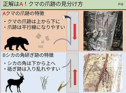 木の傷跡の画像