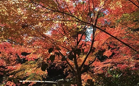 長岡天神２０１９②