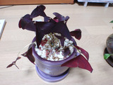 Sleeping plant