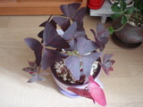 plant01