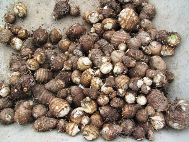 里芋の収穫と 肥後ずいき 60代のブログ奮闘記 里芋の収穫と 肥後ずいき 60代のブログ奮闘記