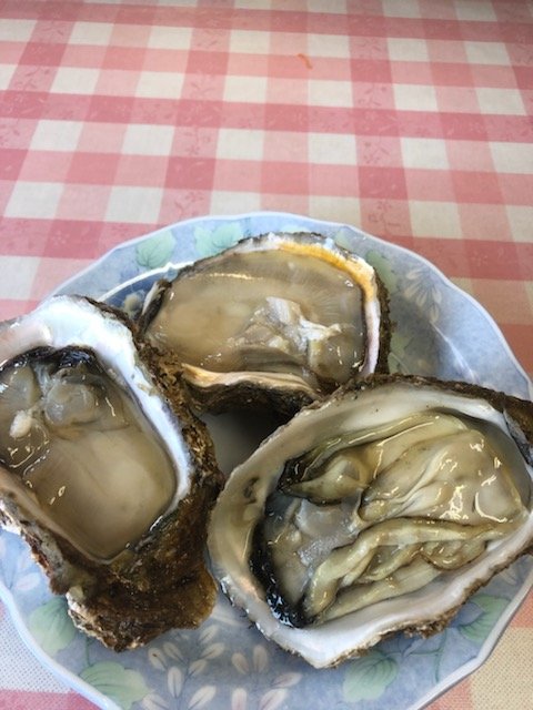 夏の岩カキのシーズンがやってきました 森本石油のブログ