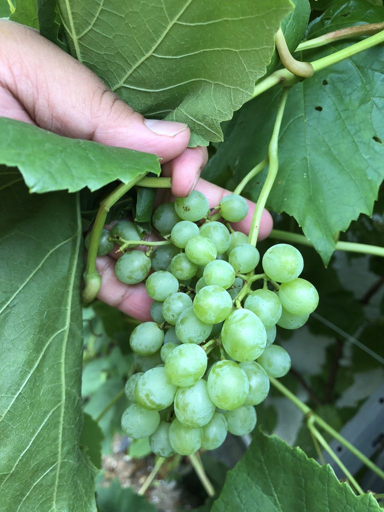 ぶどう棚にしてよかった 今年もなぜか大豊作 森本石油のブログ