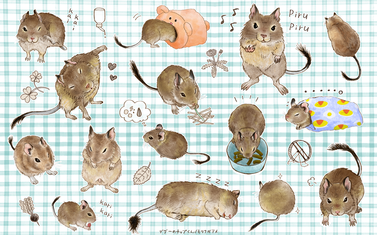 Lineスタンプ発売とpc壁紙配布 デグーのチップ君 Lineスタンプ発売とpc壁紙配布 デグーのチップ君