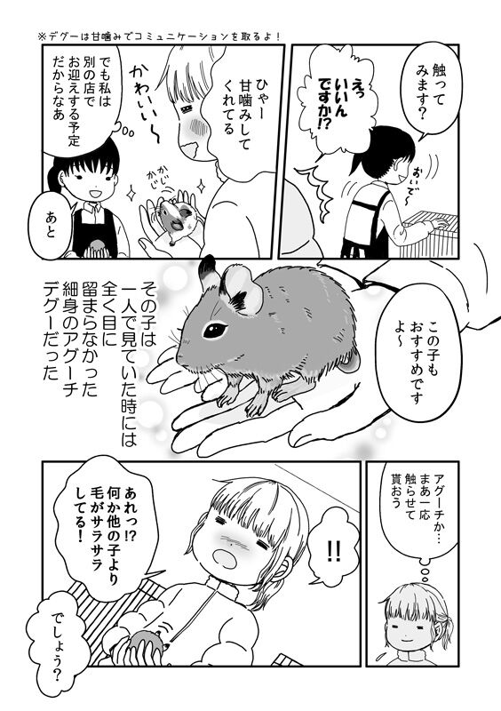 デグーのチップ君との出会い2 デグーのチップ君 デグーのチップ君との出会い2 デグーのチップ君