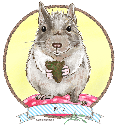 デグー デグーのチップ君