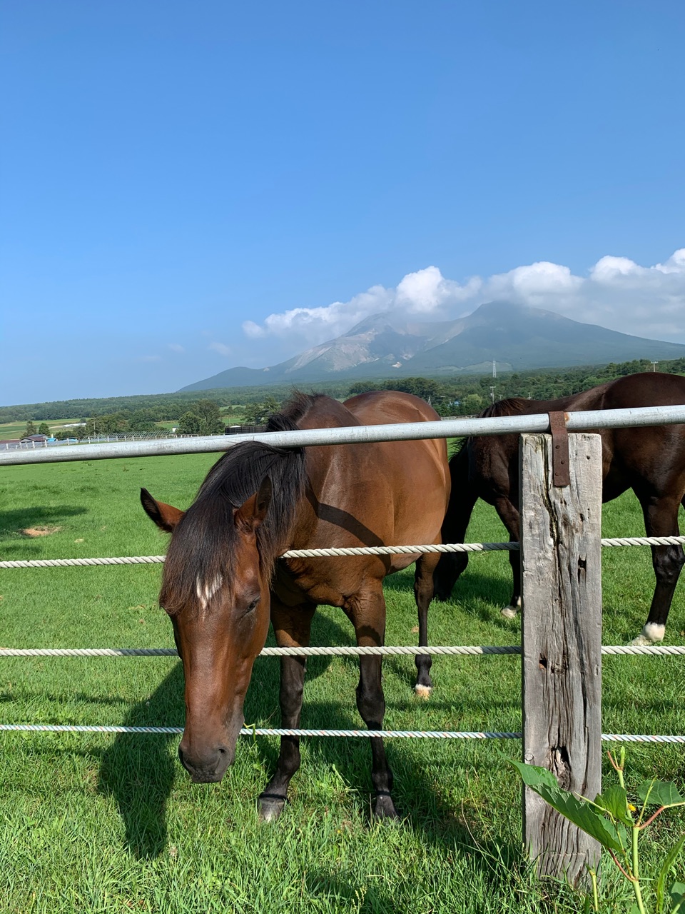 北海道の牧場で勝ってにホーミーを歌ったら馬さんがやってきた クロスカブで日本一周 外国人