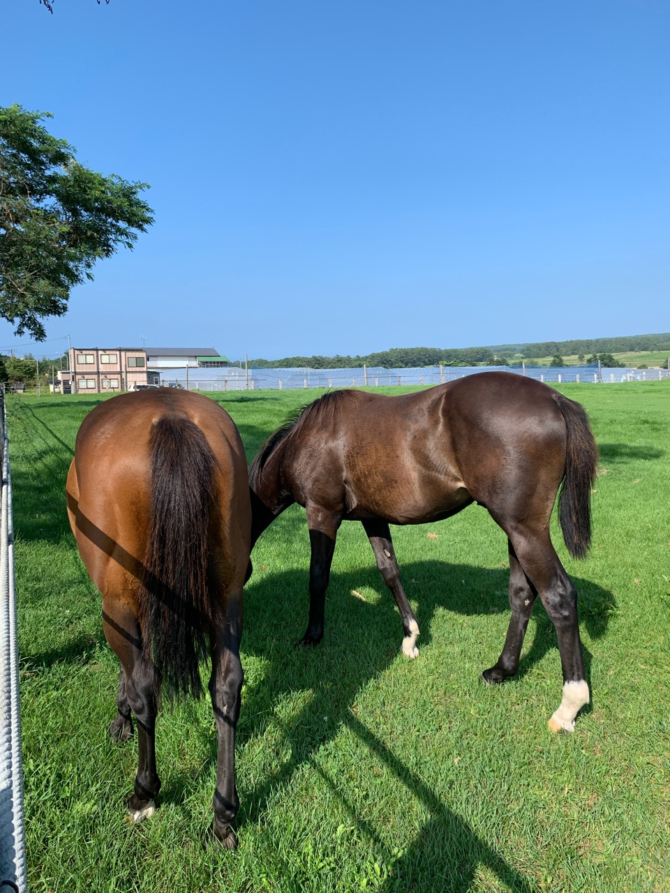 北海道の牧場で勝ってにホーミーを歌ったら馬さんがやってきた クロスカブで日本一周 外国人