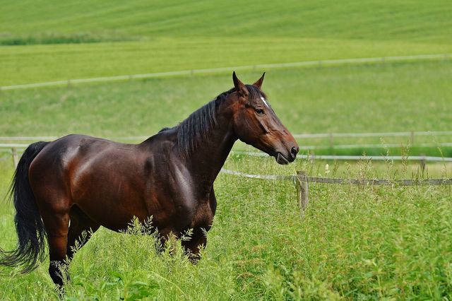 horse-1423746_1280