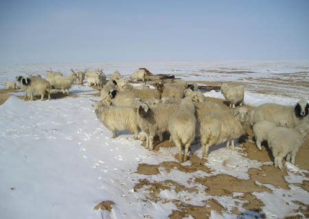 ordos_01