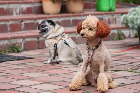 森の日曜日看板犬「もも」のブログ