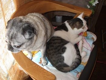 森の日曜日看板犬「もも」のブログ