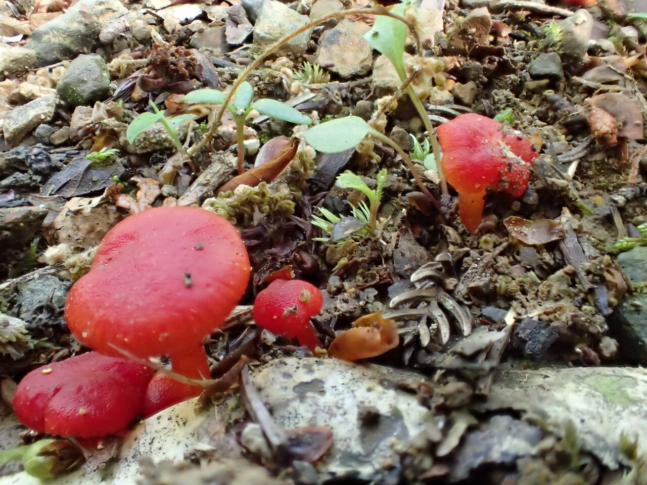 小さなキノコ観察会 22 ５月前半 えひめfpoギャラリー