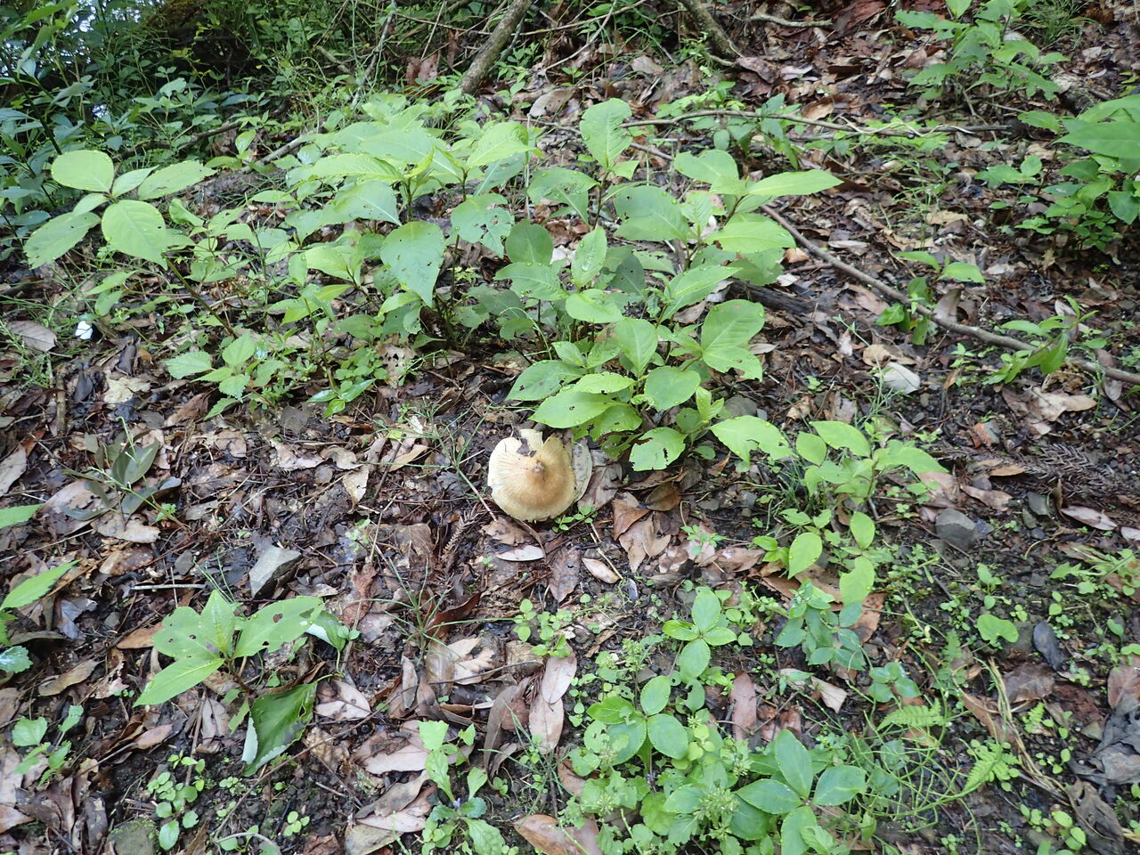 きのこ NTC MONO キノコのぬいぐるみ – ネイチャーテクニカラー公式