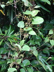DSC02171¥Ø¥¯¥½¥«¥º¥é