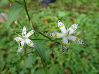 DSC00560